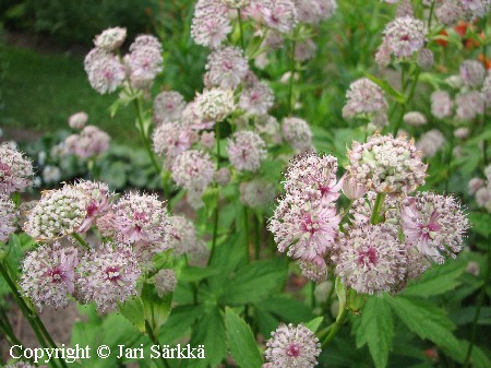 Astrantia major